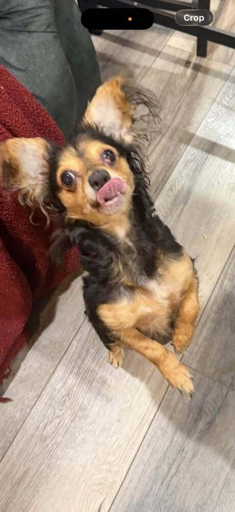 Enlarge Mickey, a Adoptable Chihuahua in Huntington, NY image 3/4