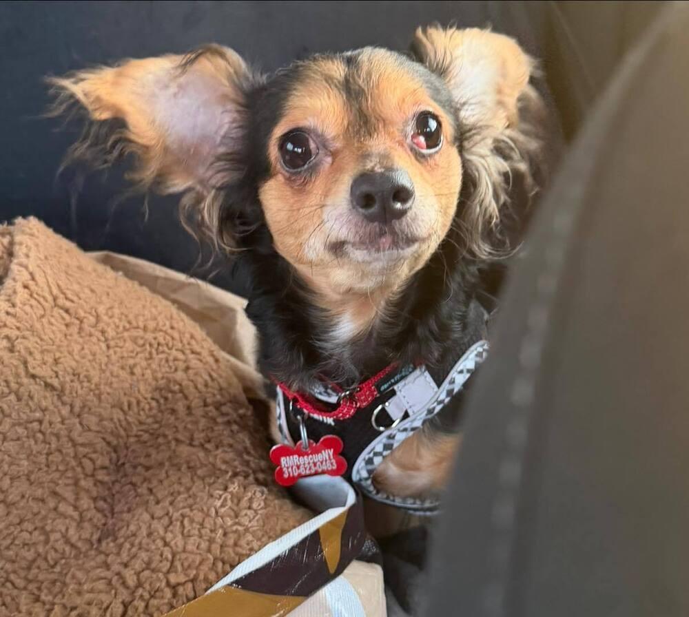 Enlarge Mickey, a Adoptable Chihuahua in Huntington, NY image 4/4