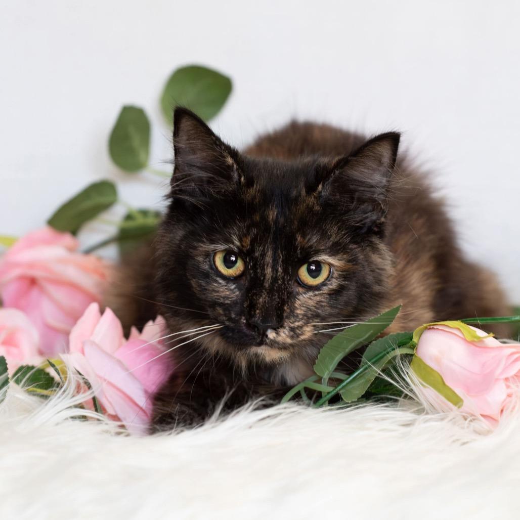 Butters, Adoptable, Young Female Domestic Medium Hair.