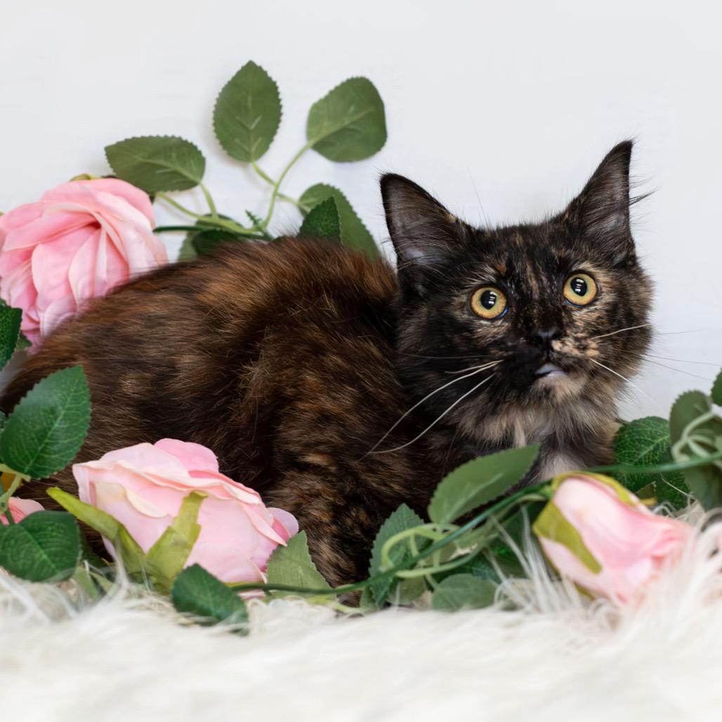 Enlarge Butters, a Adoptable Domestic Medium Hair in Henderson, KY image 2/2