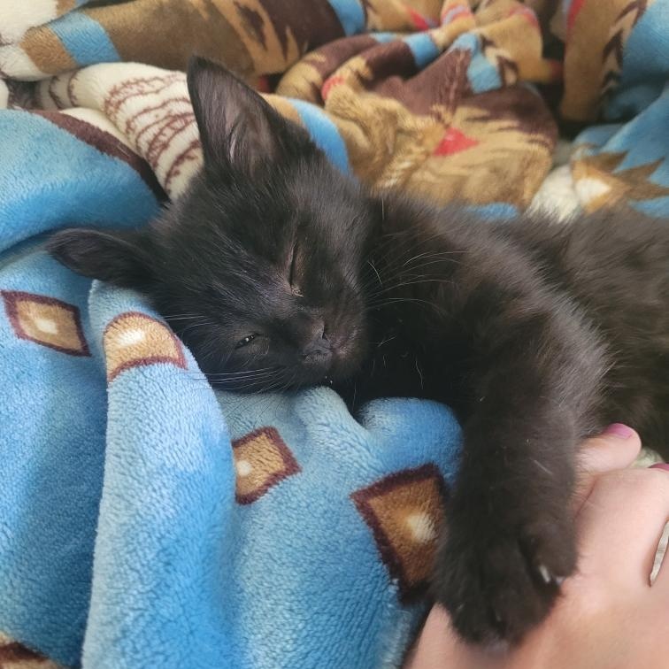 Nessie, Baby Female Domestic Short Hair