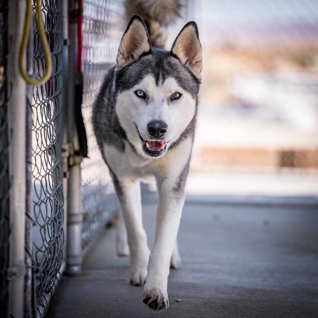 Zeus (Starsky), Adoptable, Young Male Husky.