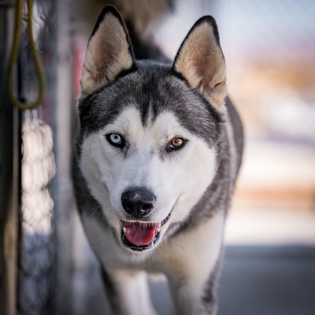 Enlarge Zeus (Starsky), a Adoptable Husky in Twentynine Palms, CA image 2/5