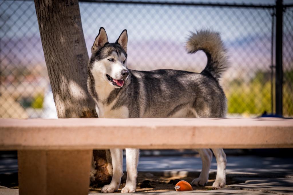 Enlarge Zeus (Starsky), a Adoptable Husky in Twentynine Palms, CA image 3/5