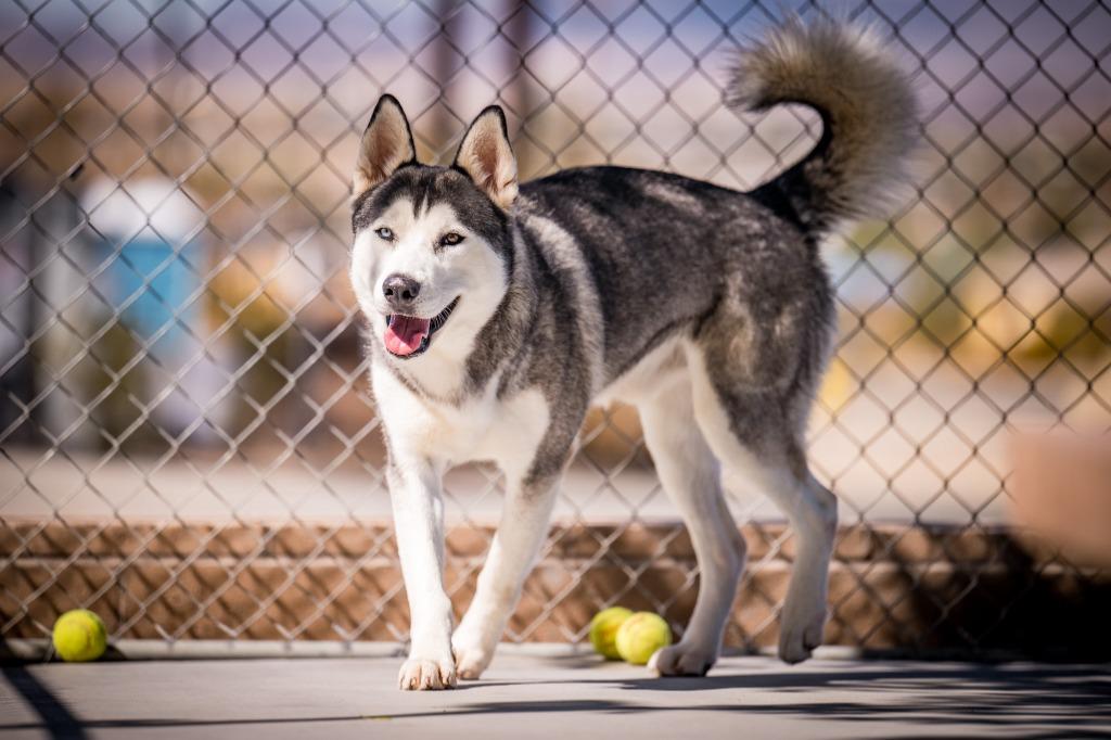Enlarge Zeus (Starsky), a Adoptable Husky in Twentynine Palms, CA image 4/5