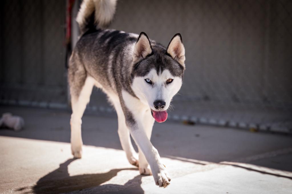 Enlarge Zeus (Starsky), a Adoptable Husky in Twentynine Palms, CA image 5/5