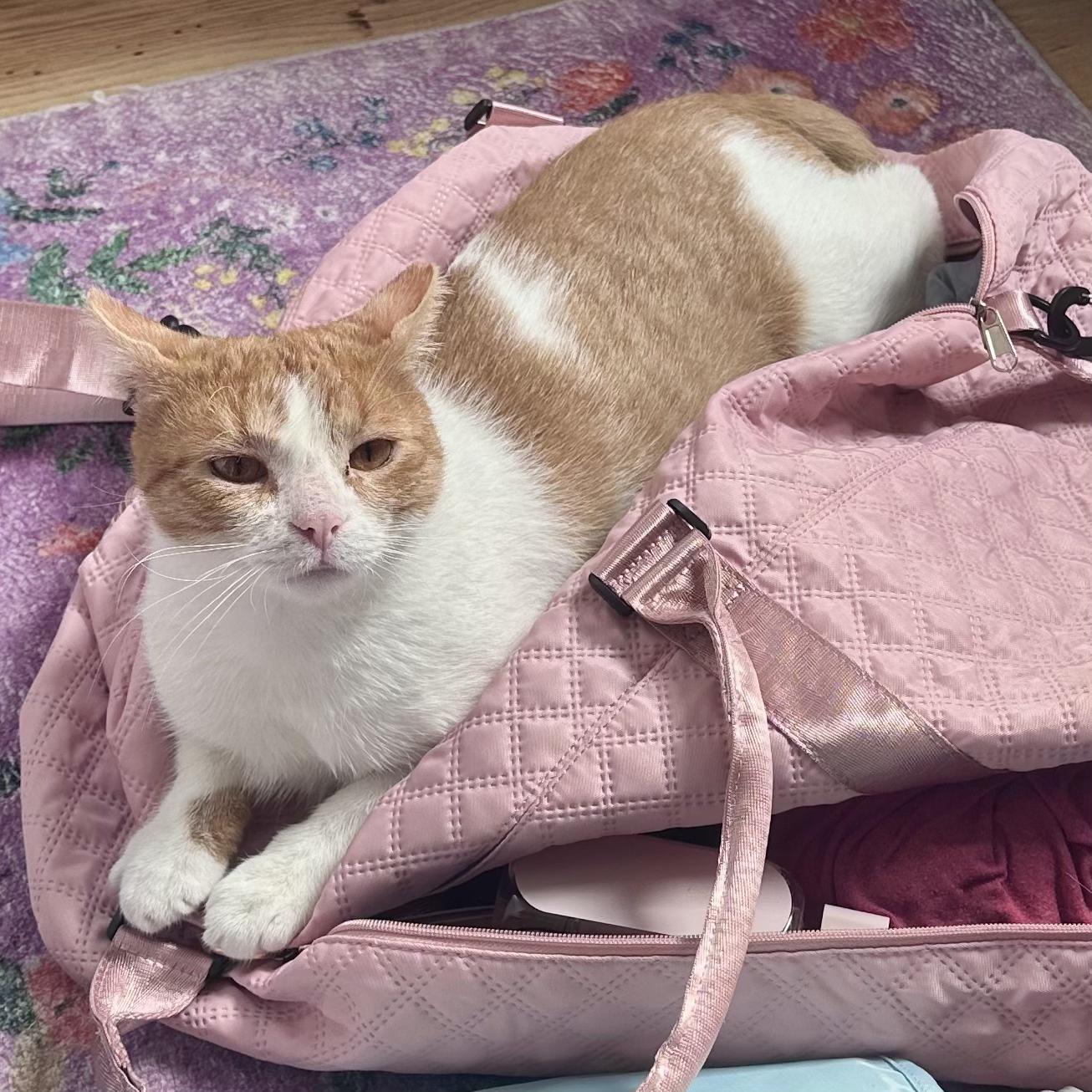 Enlarge Cheeto, an adopted mixed breed in Cleveland, OH image 5/6