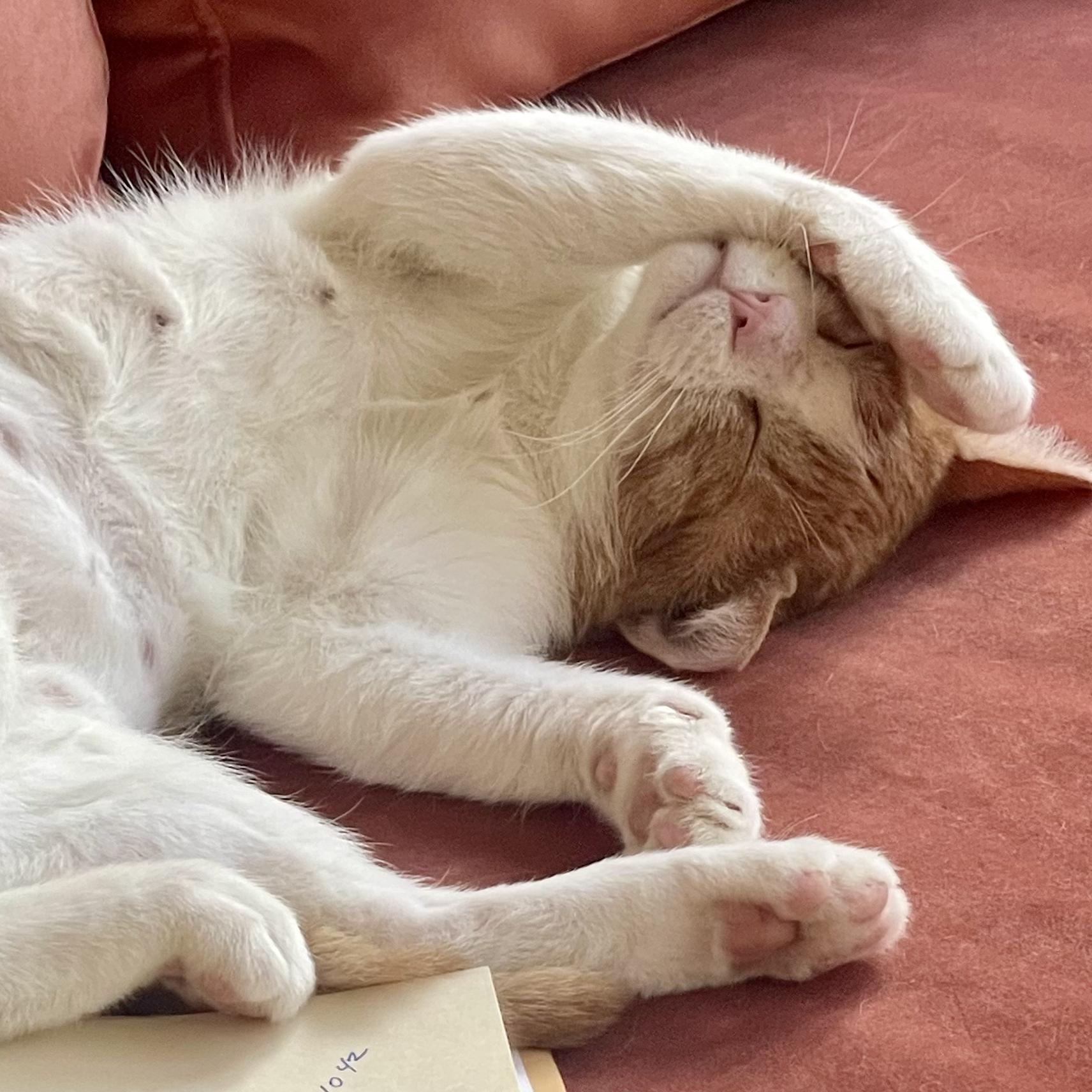 Enlarge Cheeto, an adopted mixed breed in Cleveland, OH image 6/6