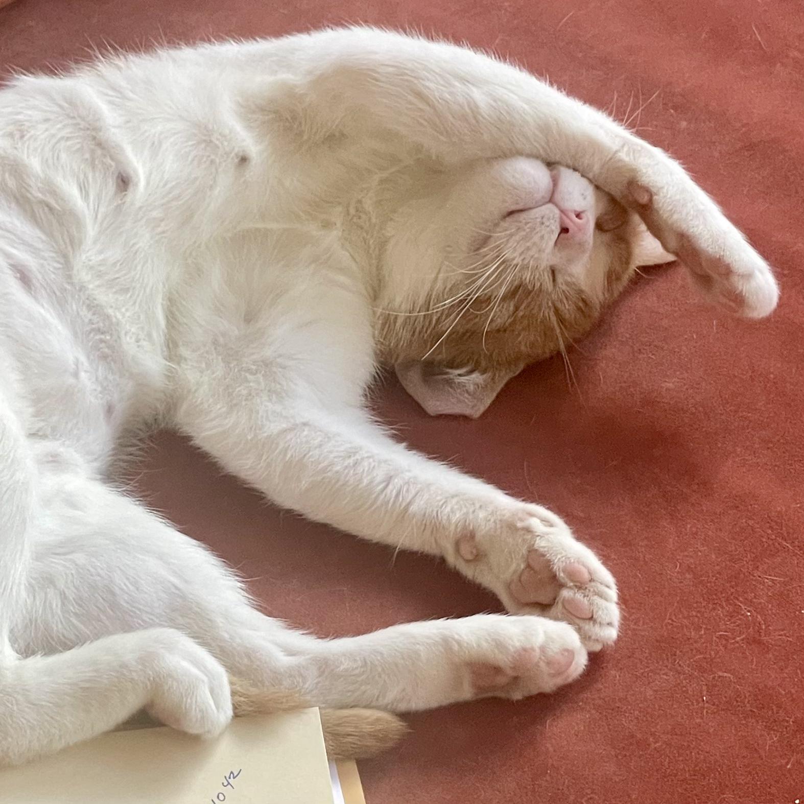 Enlarge Cheeto, an adopted mixed breed in Cleveland, OH image 1/6