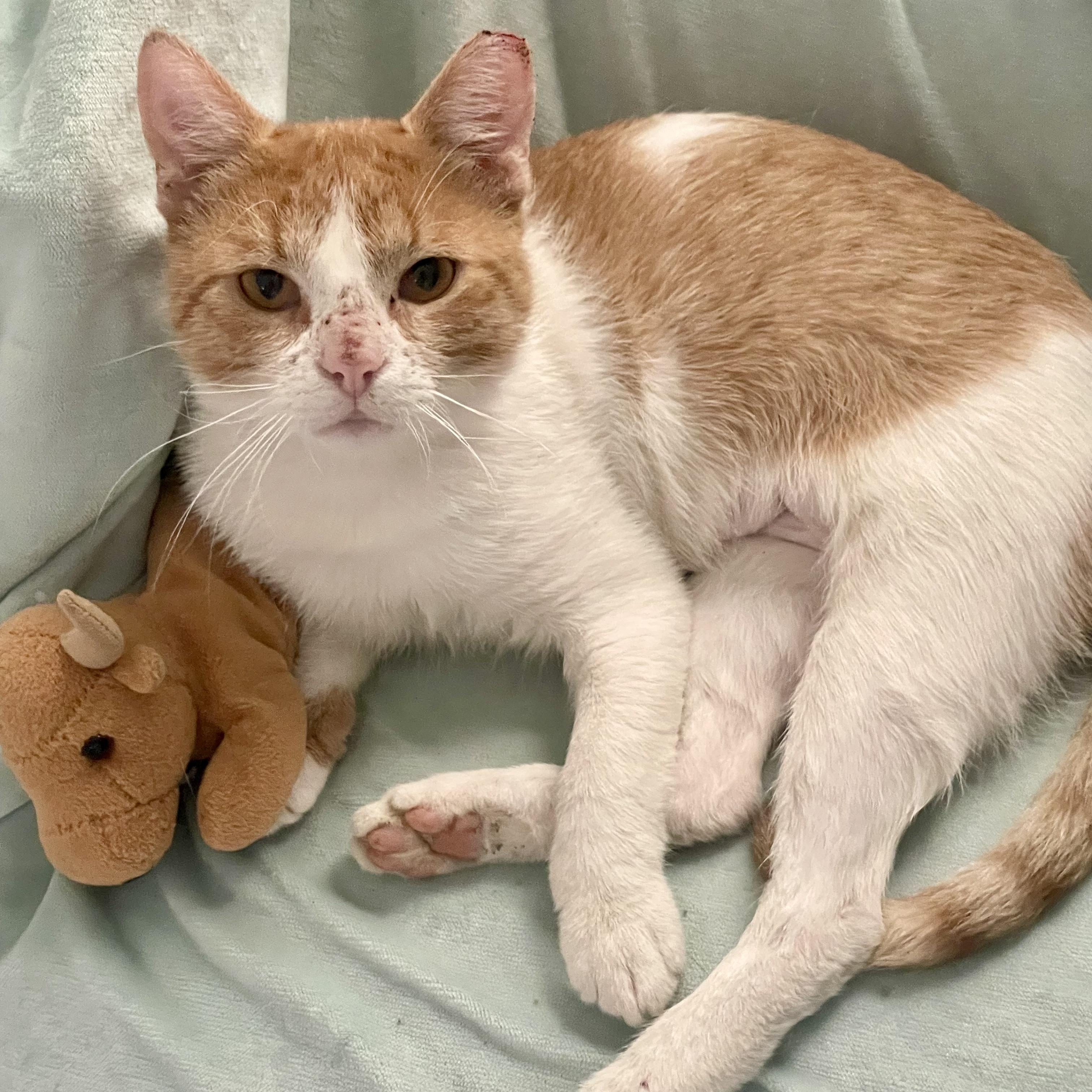 Enlarge Cheeto, an adopted mixed breed in Cleveland, OH image 3/6