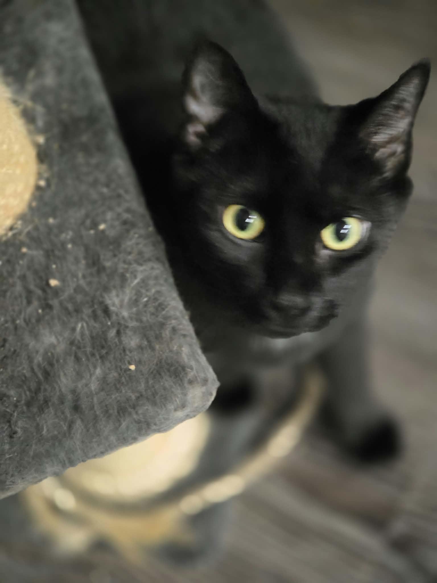 Enlarge Chicken, a Adoptable Domestic Short Hair in Palgrave, ON image 1/2