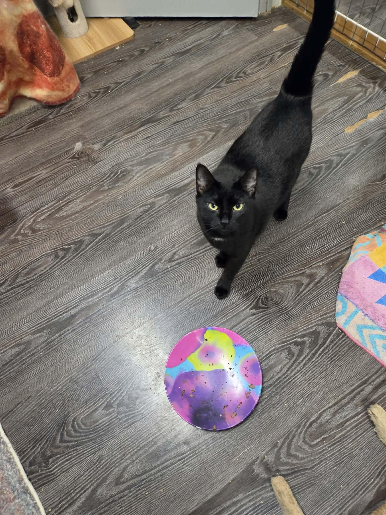 Enlarge Chicken, a Adoptable Domestic Short Hair in Palgrave, ON image 2/2