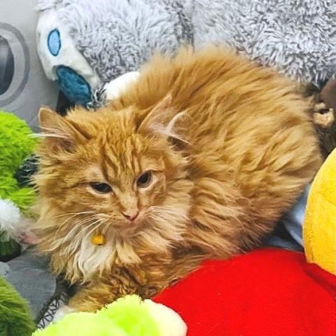 Julius, ADOPTABLE, Young Male Tabby.