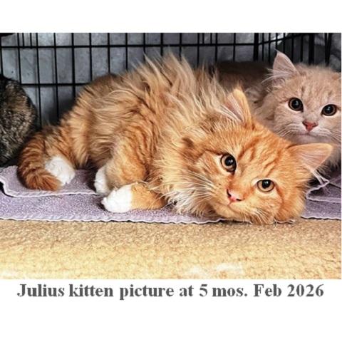 Enlarge Julius, a ADOPTABLE Tabby in Salt Lake City, UT image 2/3