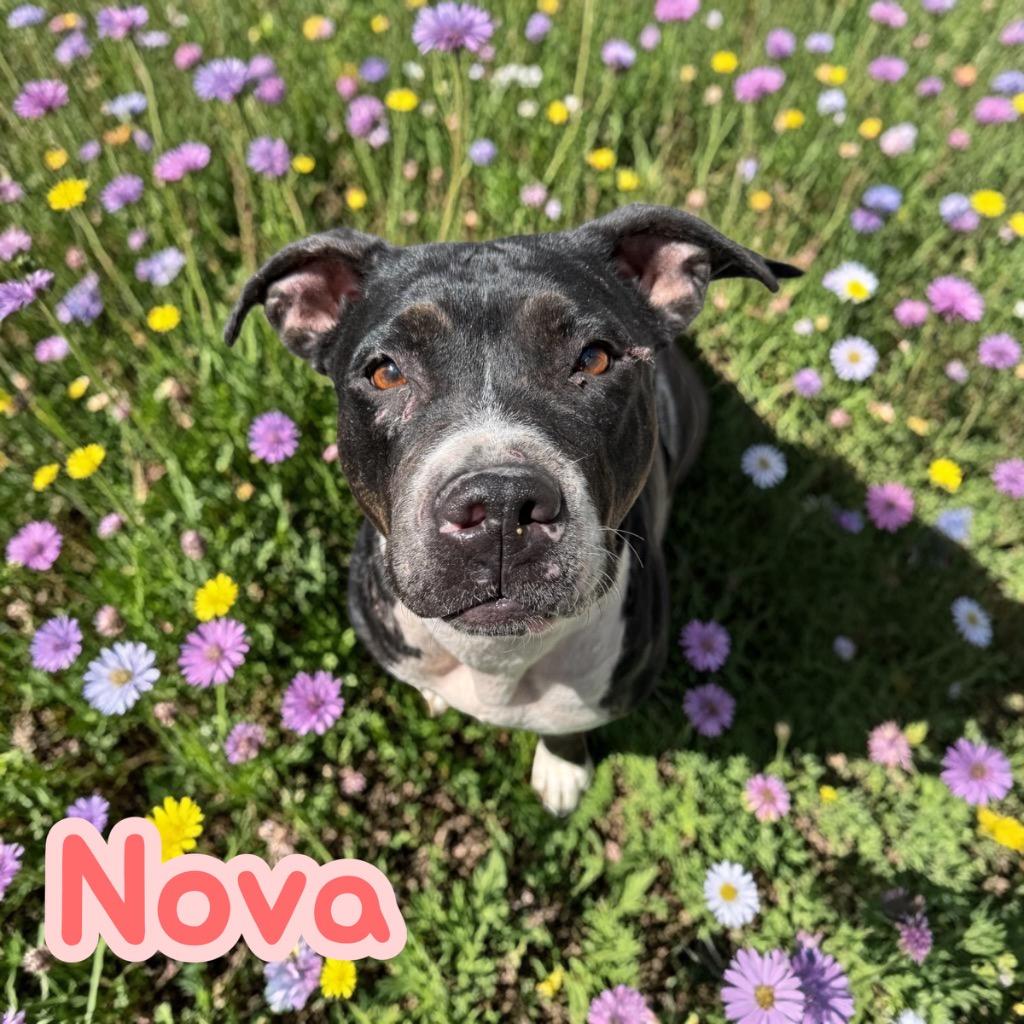 Nova, Adoptable, Adult Female Pit Bull Terrier.