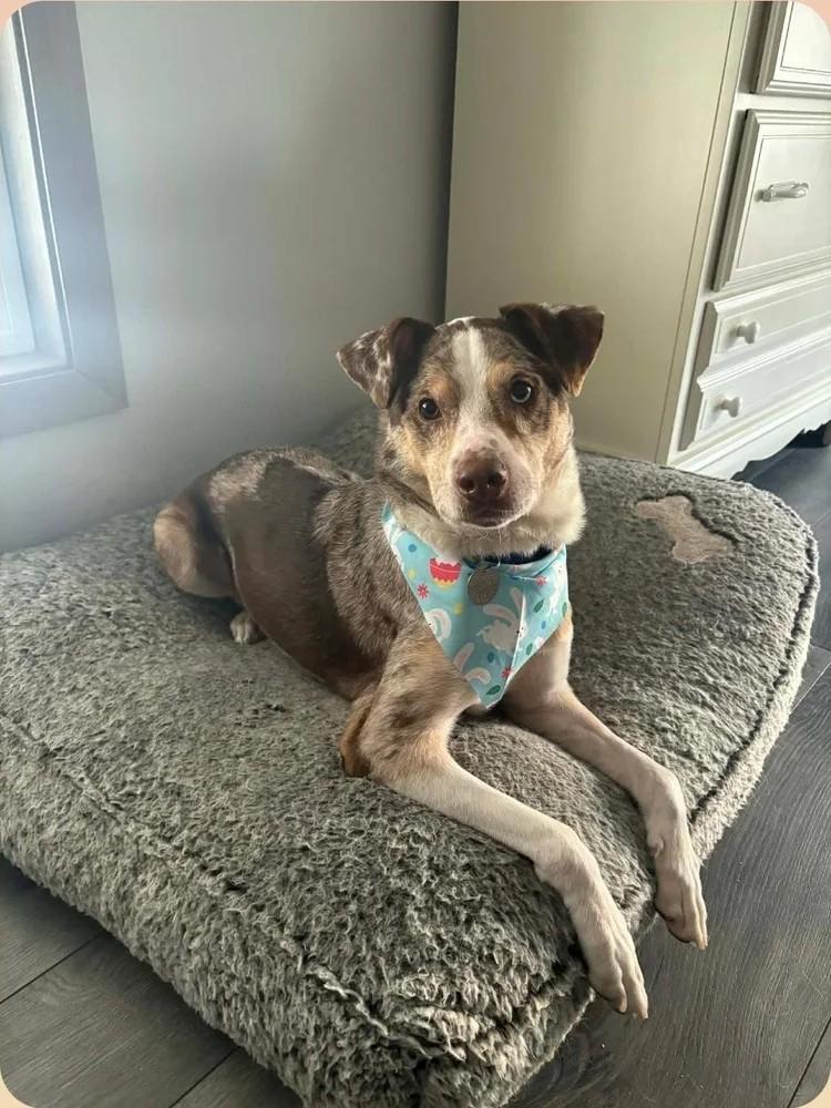 Kobe, an adopted Mixed Breed in De Pere, WI image 1/3