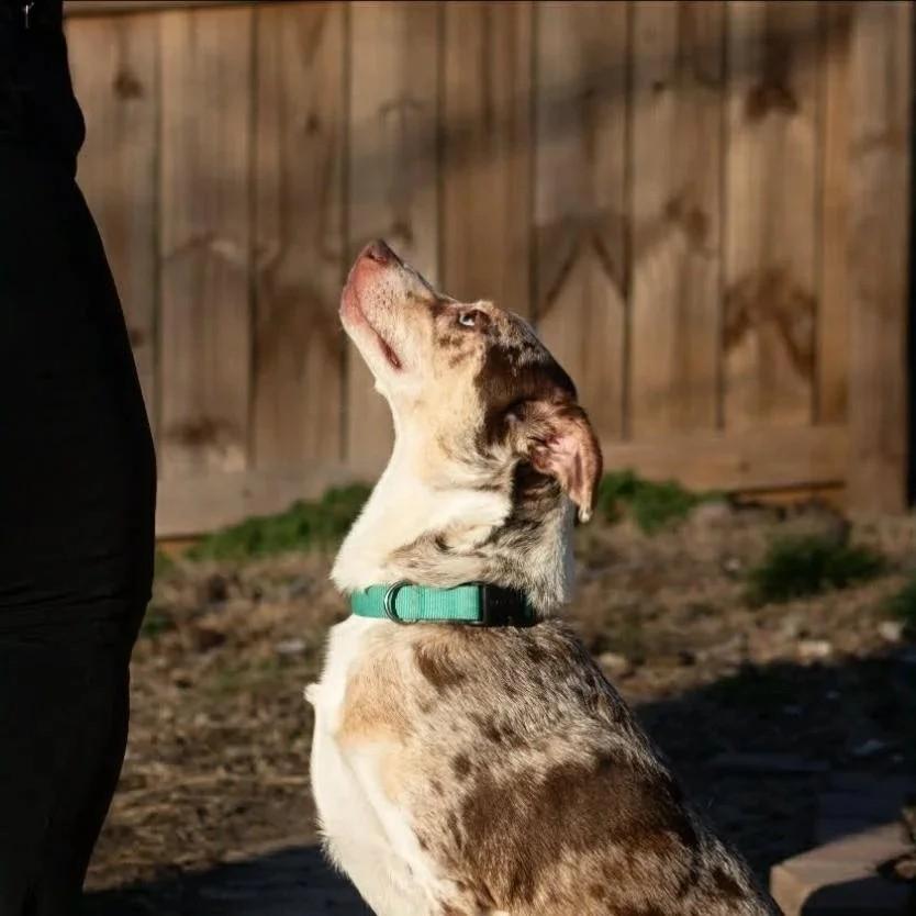 Kobe, an adopted Mixed Breed in De Pere, WI image 2/3