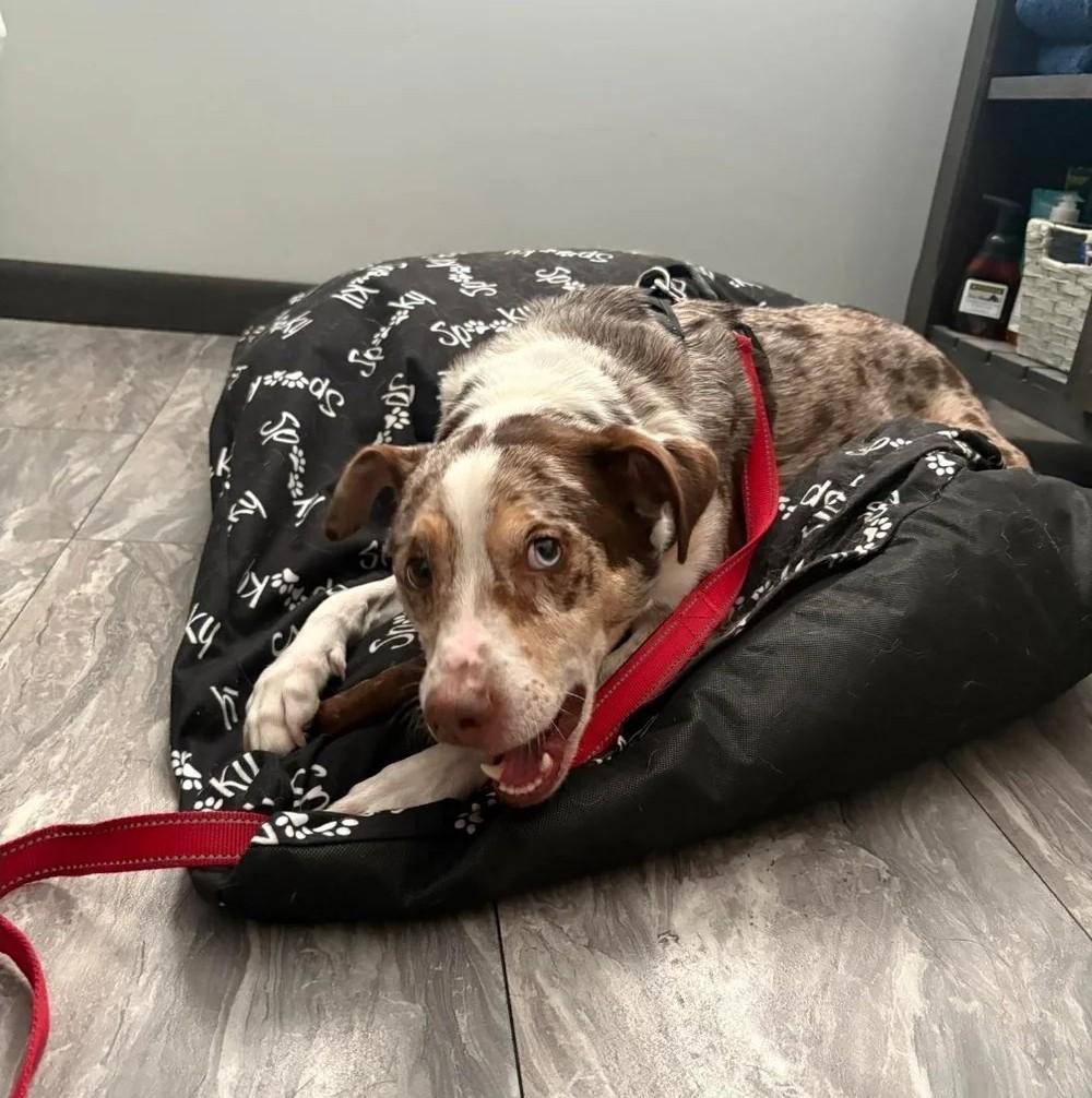 Kobe, an adopted Mixed Breed in De Pere, WI image 3/3