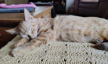 Enlarge Em (video included), a Adoptable mixed breed in Lawrenceville, GA image 1/4