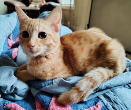 Enlarge Em (video included), a Adoptable mixed breed in Lawrenceville, GA image 2/4