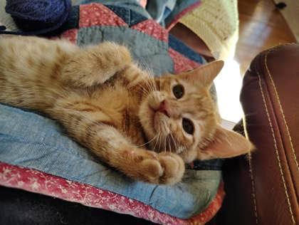 Enlarge Em (video included), a Adoptable mixed breed in Lawrenceville, GA image 3/4