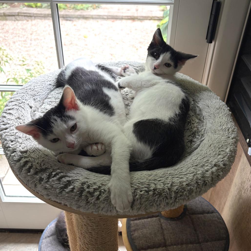 Enlarge Habibti a/k/a Mindy, a Adoptable Domestic Short Hair in Ferndale, MI image 1/6