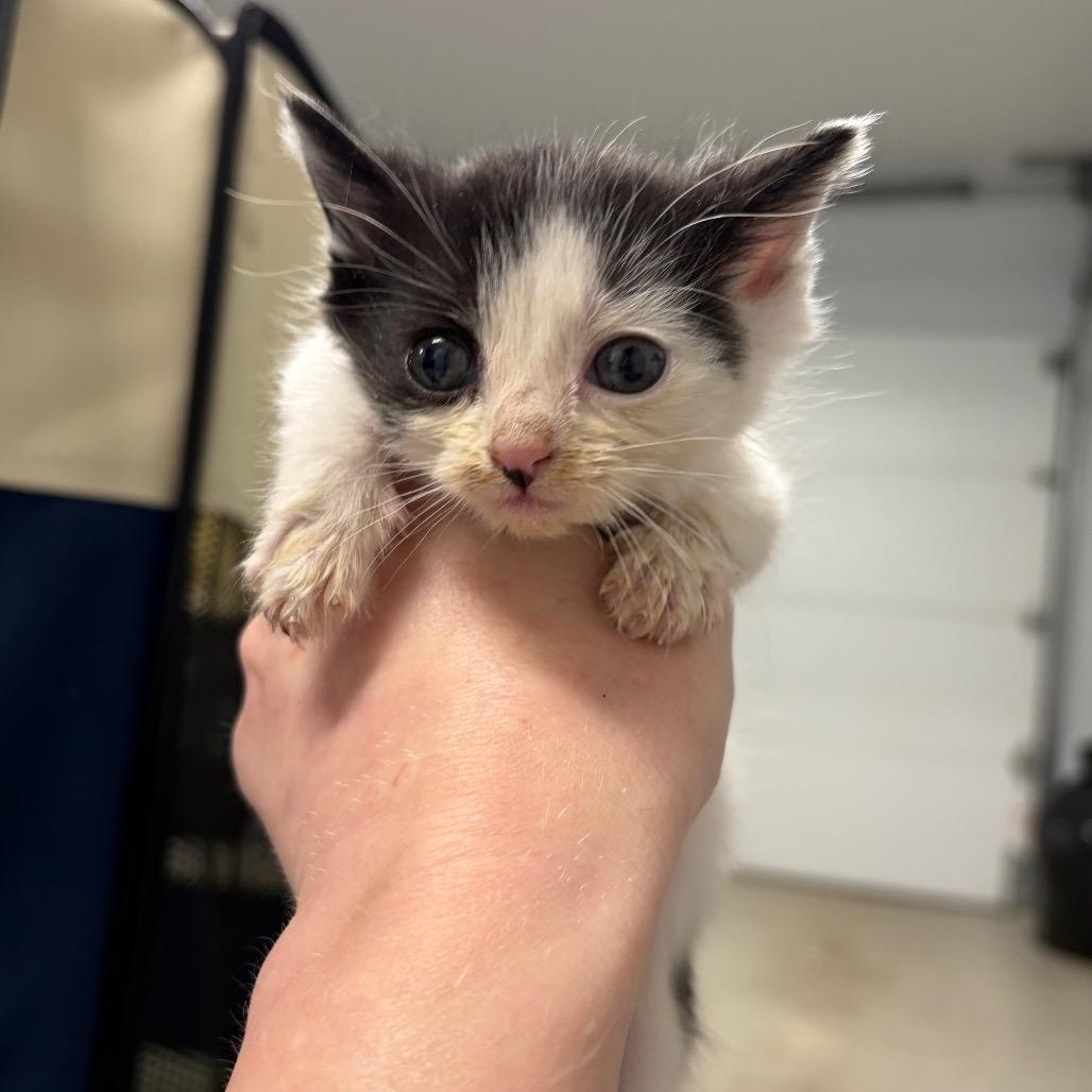 Enlarge Habibti a/k/a Mindy, a Adoptable Domestic Short Hair in Ferndale, MI image 6/6