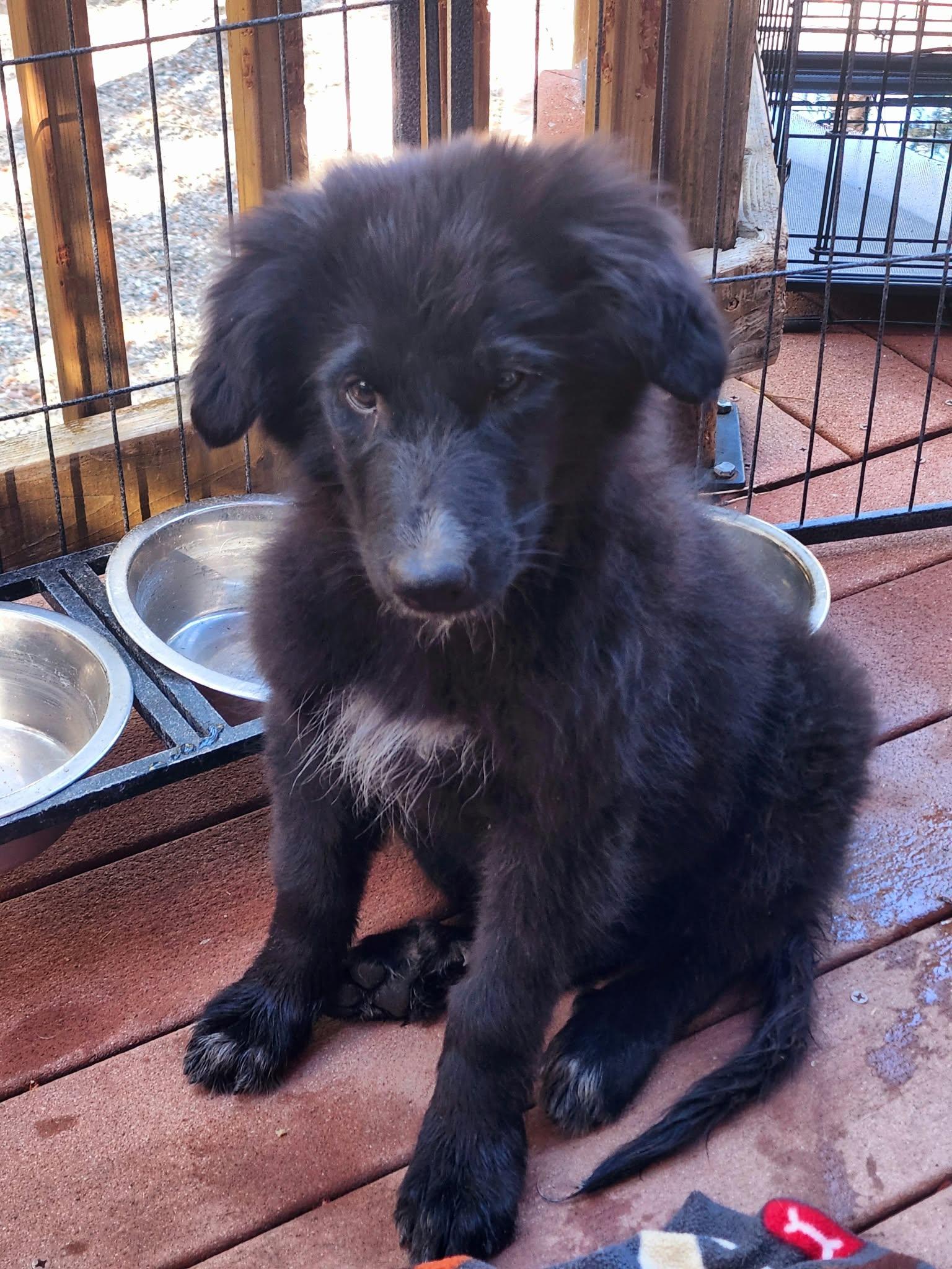Enlarge Mindy, a Adoptable mixed breed in Rancho Cucamonga, CA image 1/1