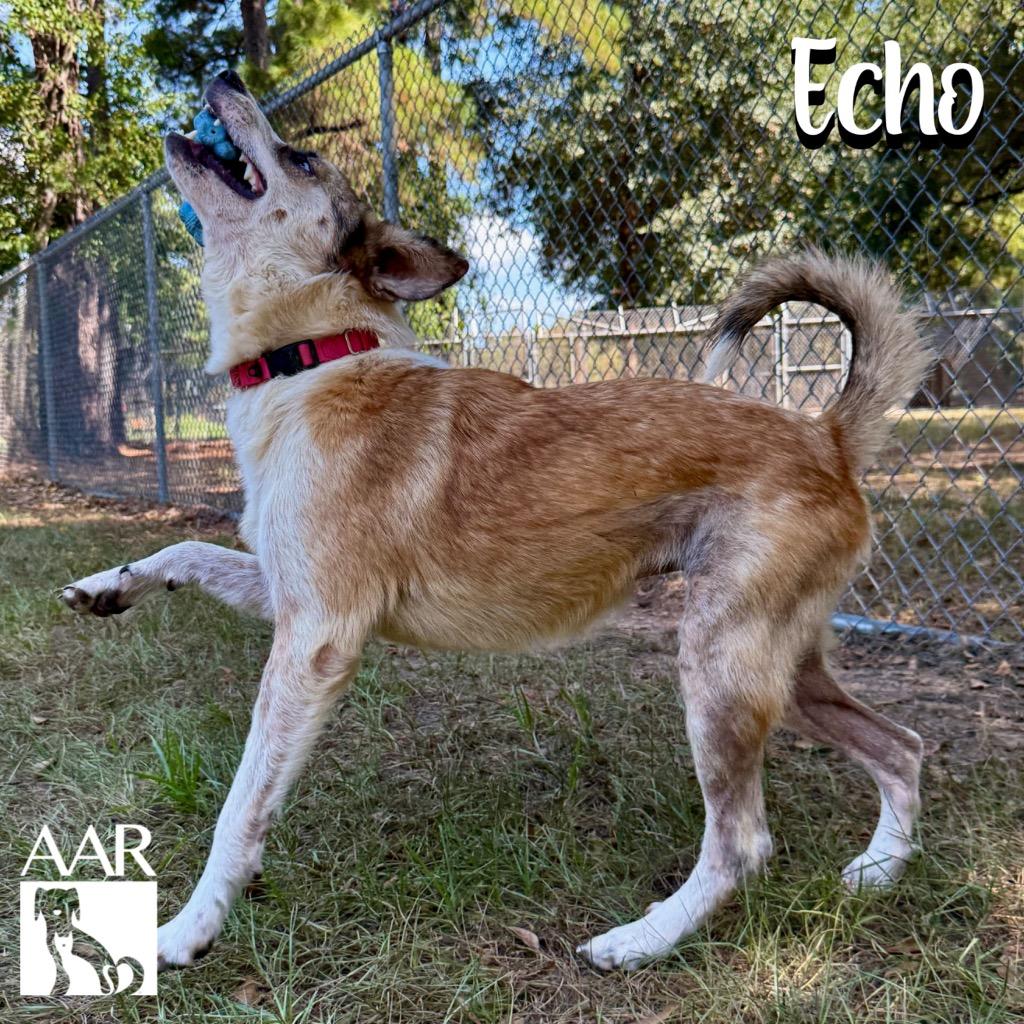 Enlarge Echo, a Adoptable mixed breed in Magnolia, TX image 1/6