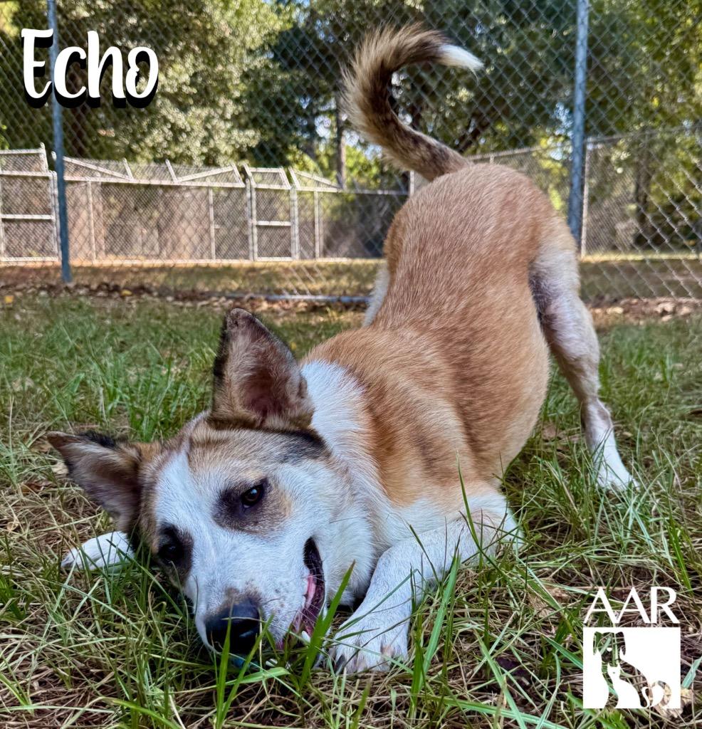Enlarge Echo, a Adoptable mixed breed in Magnolia, TX image 2/6