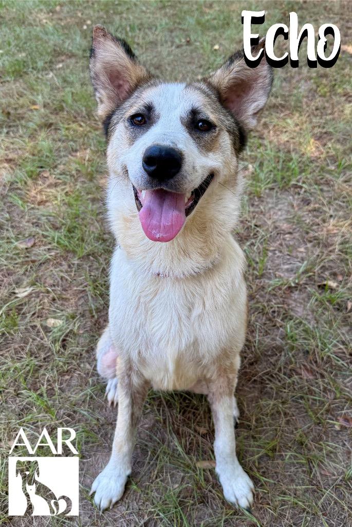 Enlarge Echo, a Adoptable mixed breed in Magnolia, TX image 3/6