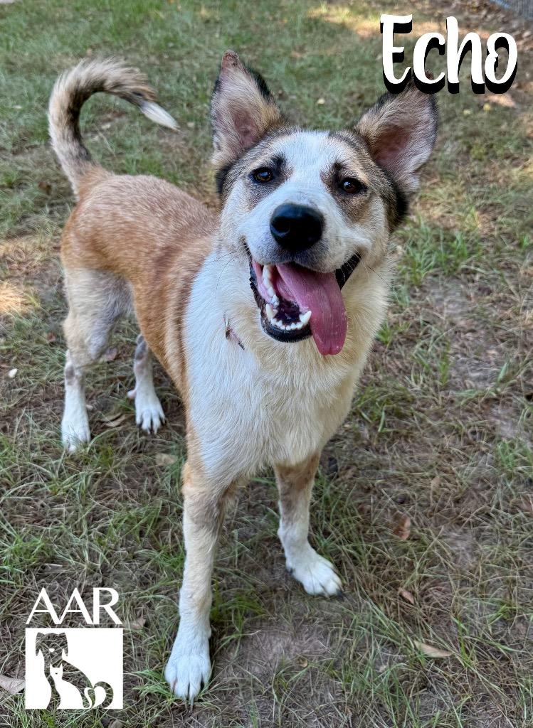Enlarge Echo, a Adoptable mixed breed in Magnolia, TX image 4/6