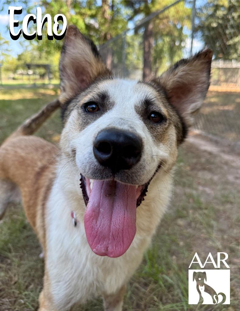 Enlarge Echo, a Adoptable mixed breed in Magnolia, TX image 5/6
