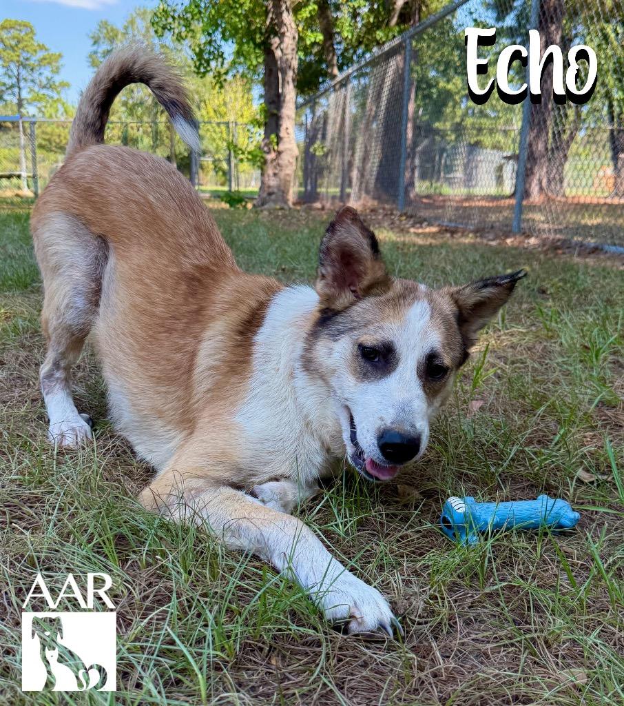 Enlarge Echo, a Adoptable mixed breed in Magnolia, TX image 6/6