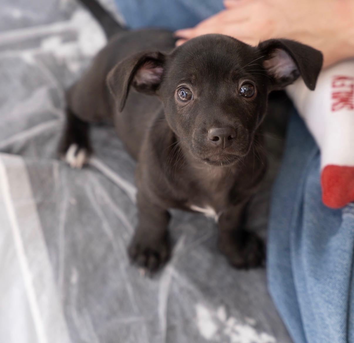 Scout - Mica Litter, adoptable, Puppy Male Chihuahua.