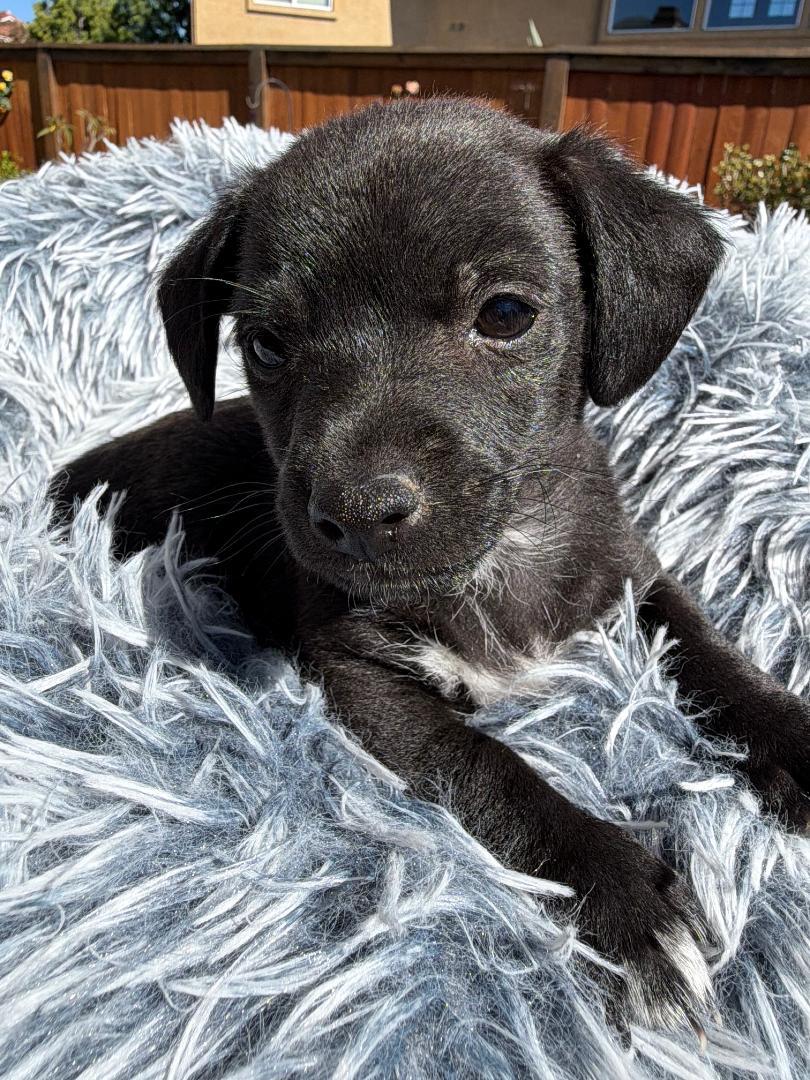 Scout - Mica Litter, an adoptable mixed breed in Los Angeles, CA image 2/2