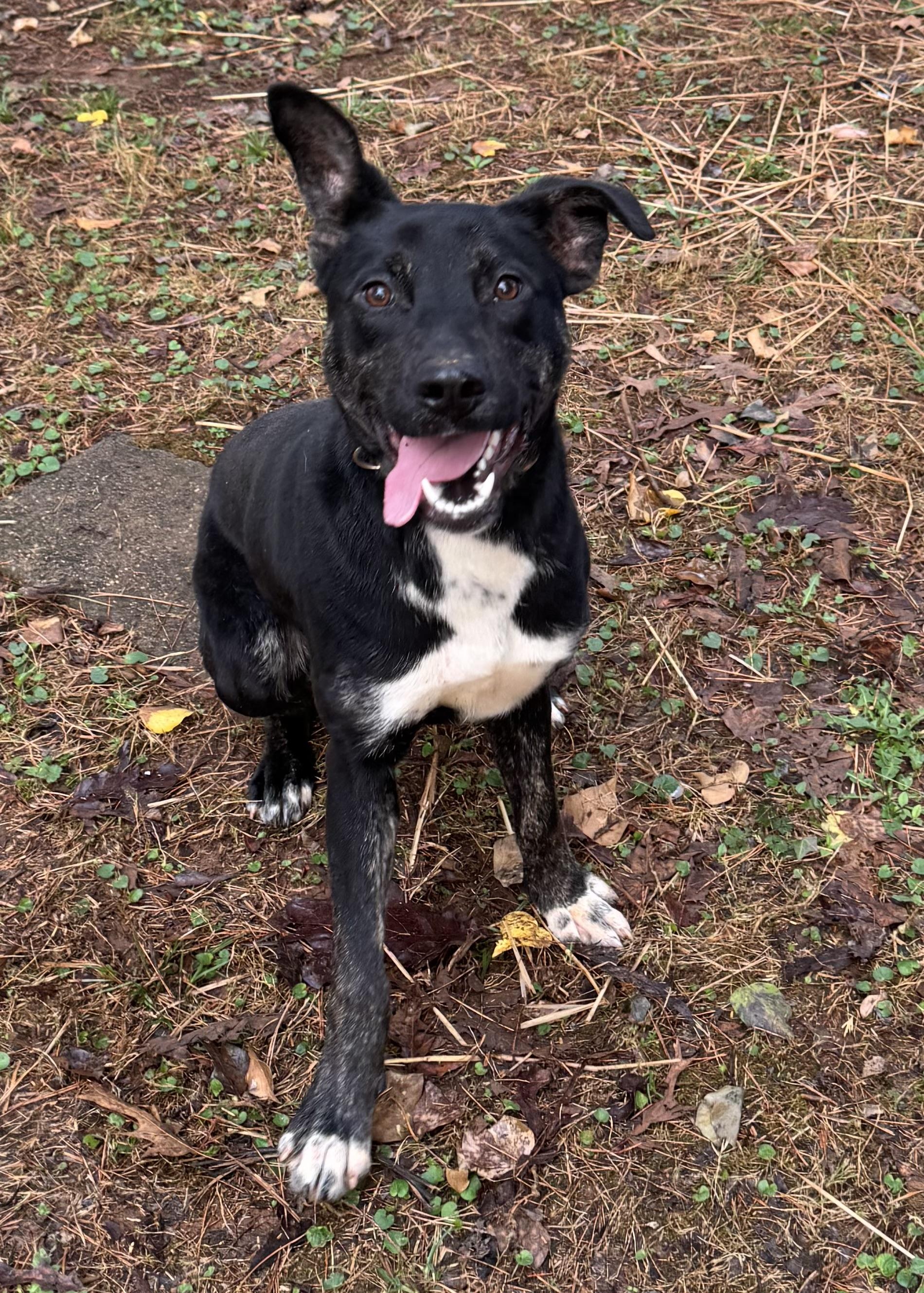 Starla McGraw, a Adopted mixed breed in Chase City, VA image 1/4