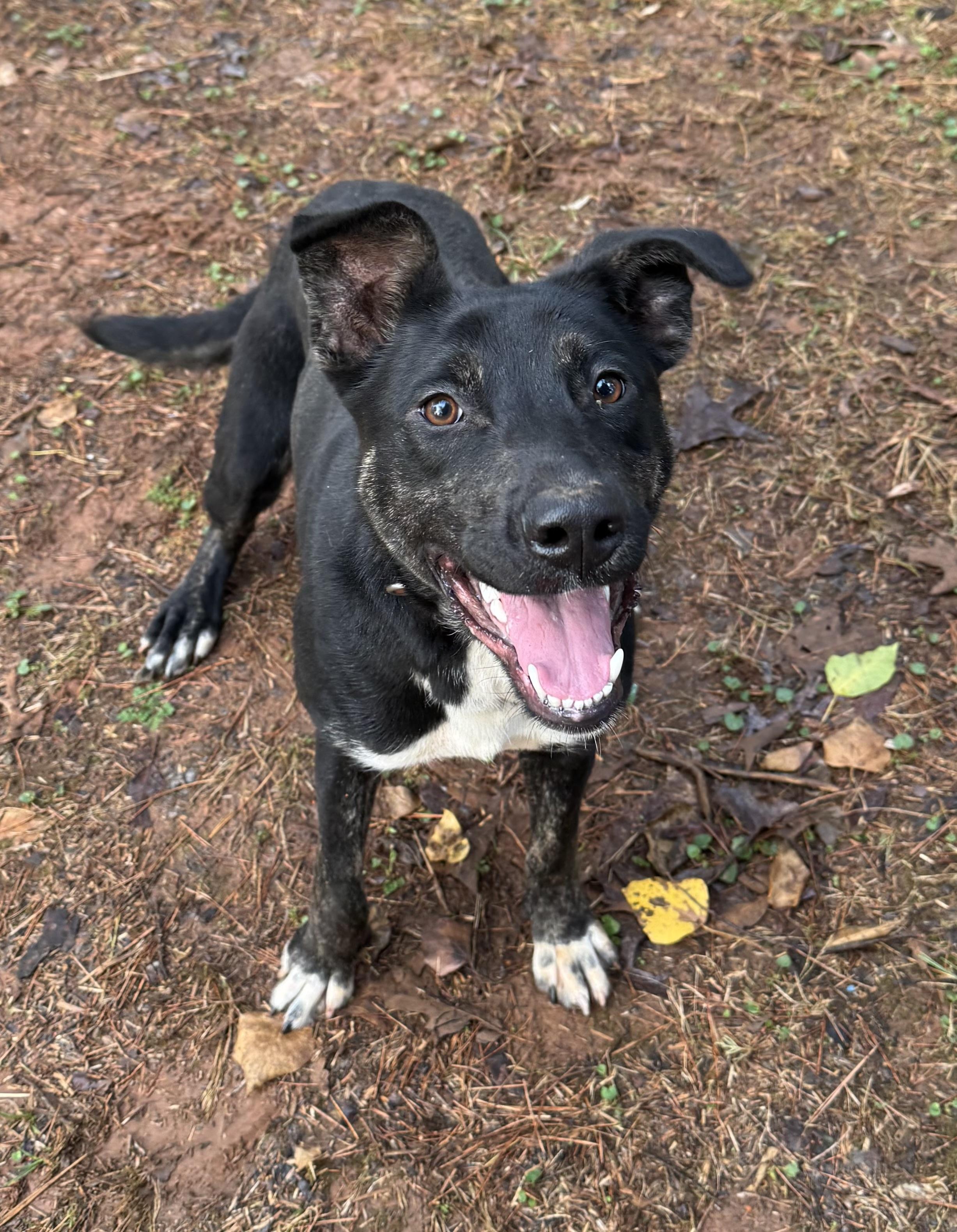 Starla McGraw, a Adopted mixed breed in Chase City, VA image 2/4