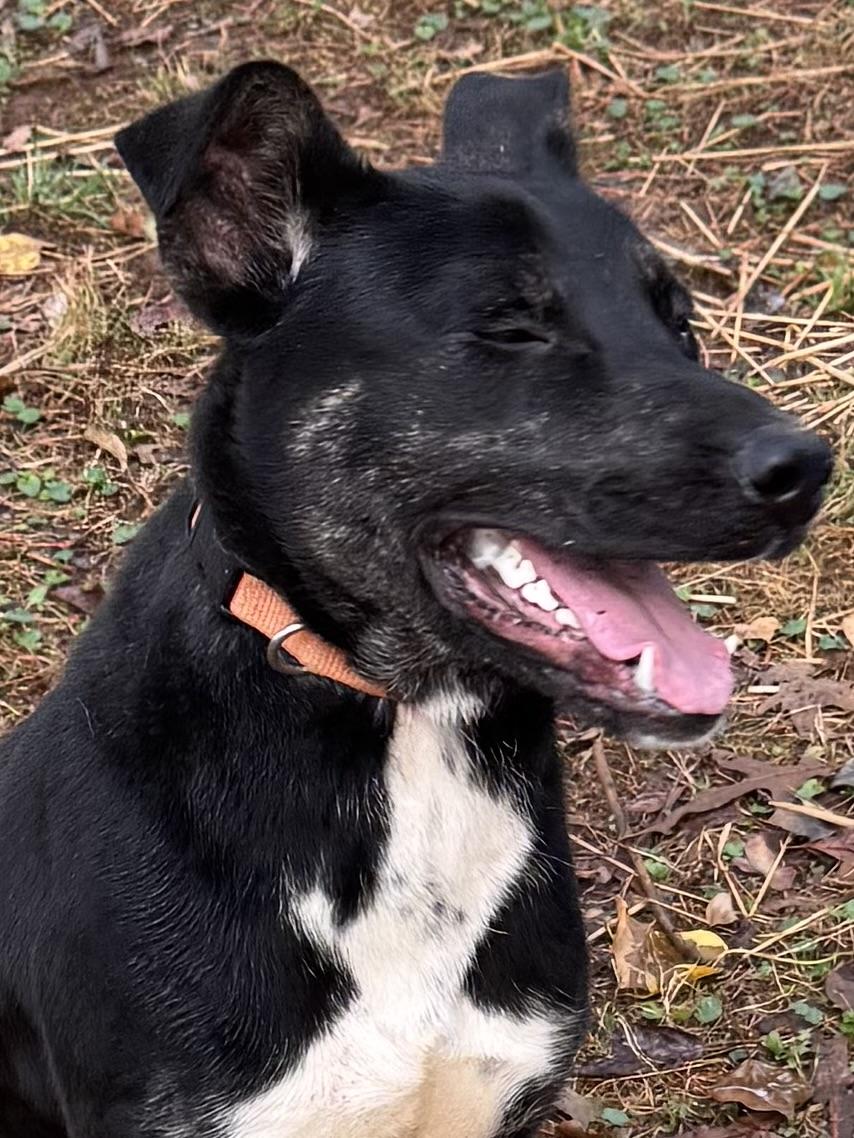 Starla McGraw, a Adopted mixed breed in Chase City, VA image 3/4