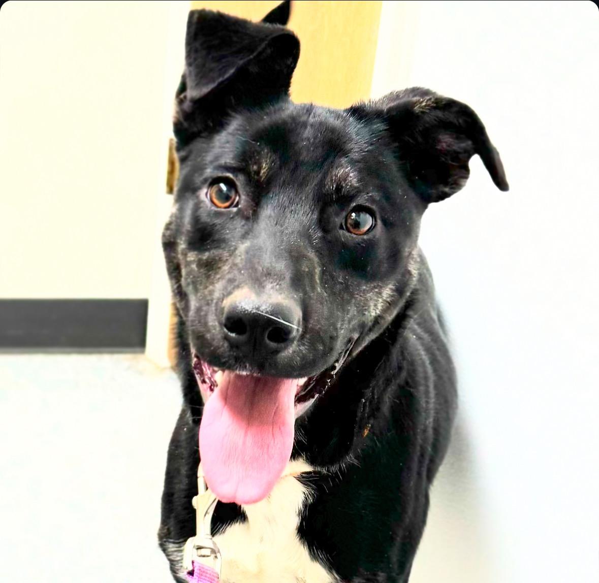 Starla McGraw, a Adopted mixed breed in Chase City, VA image 4/4