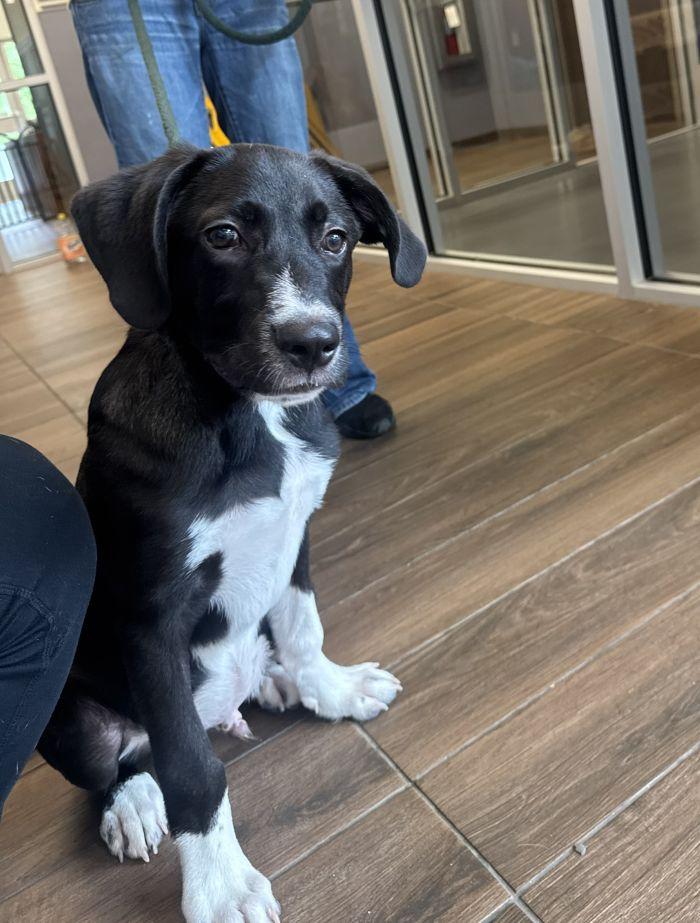 Kayce, Adopted, Young Male Labrador Retriever.
