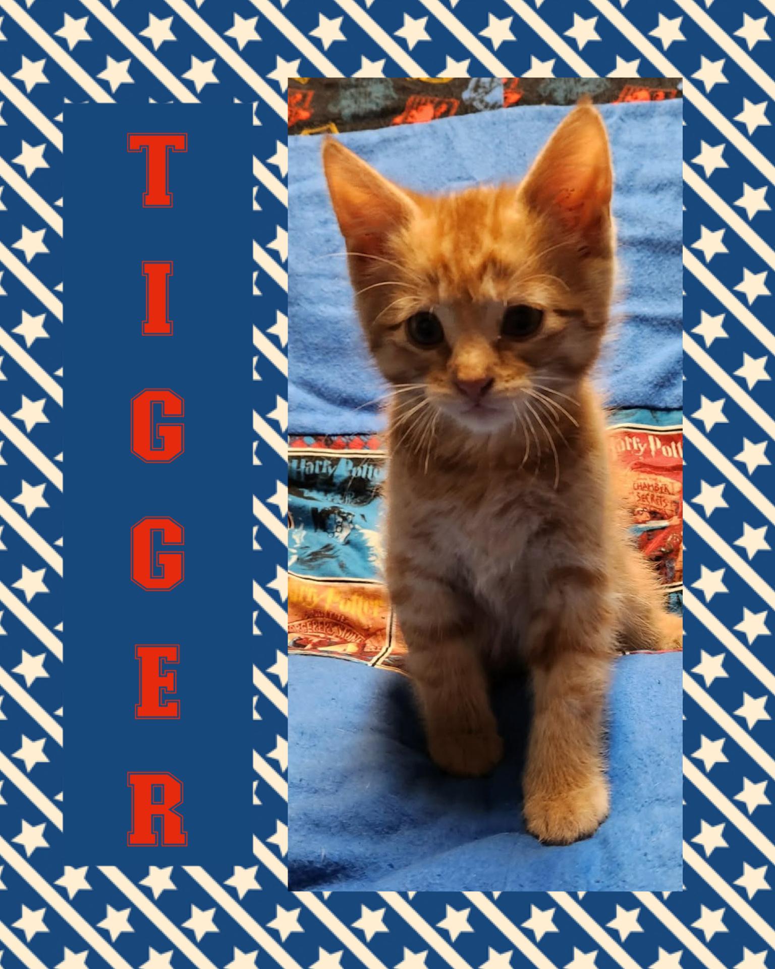 Tigger, a ADOPTABLE Tabby in Pasco, WA image 2/2