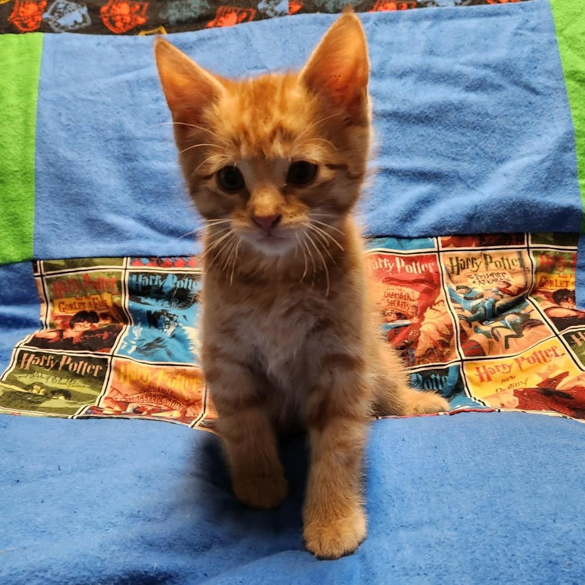 Tigger, a ADOPTABLE Tabby in Pasco, WA image 1/2