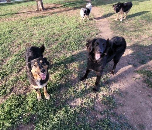 Missy and Mister Yankee, Adopted, Adult Female English Shepherd.