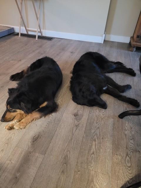 Enlarge Missy and Mister Yankee, a Adopted English Shepherd in Abilene, KS image 2/4