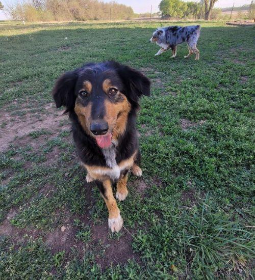 Missy and Mister Yankee