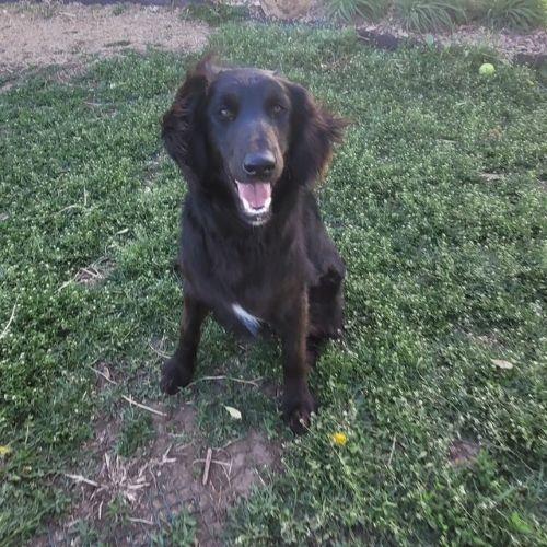 Missy and Mister Yankee, Adopted, Adult Female English Shepherd.