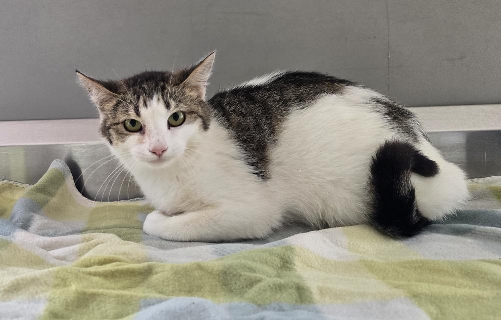 Precious, Adoptable, Adult Female Domestic Short Hair.