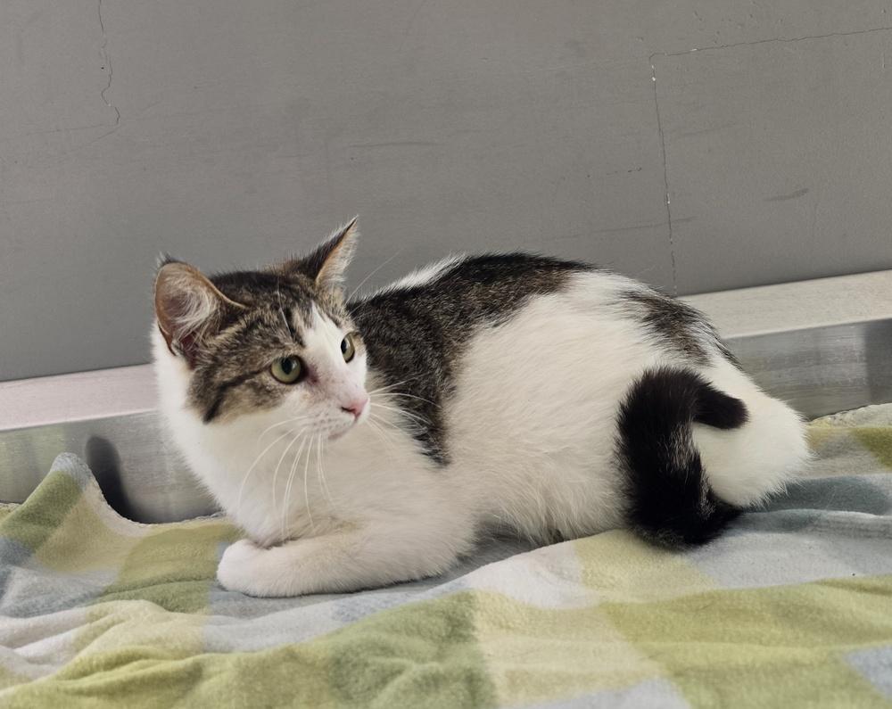 Precious, a Adoptable mixed breed in Dickson, TN image 2/2