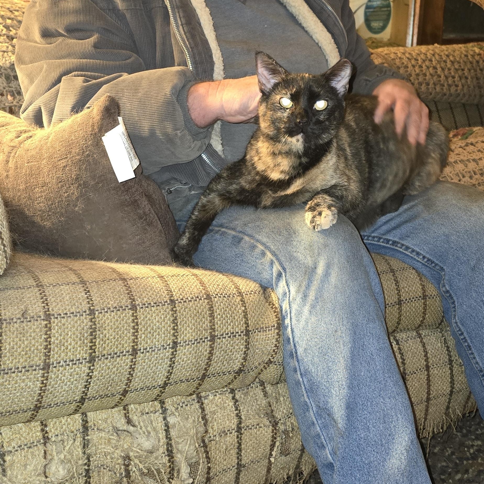 Enlarge FANNY, a ADOPTABLE Tortoiseshell in Eastlake, OH image 1/1